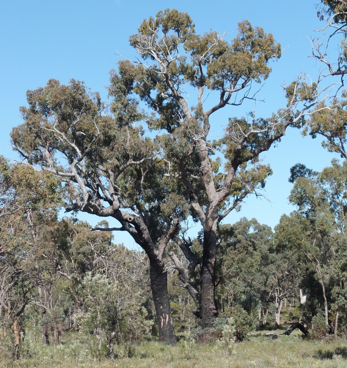 Jarrah (Eucalyptus marginata) Robert Powell Tree Pictures
